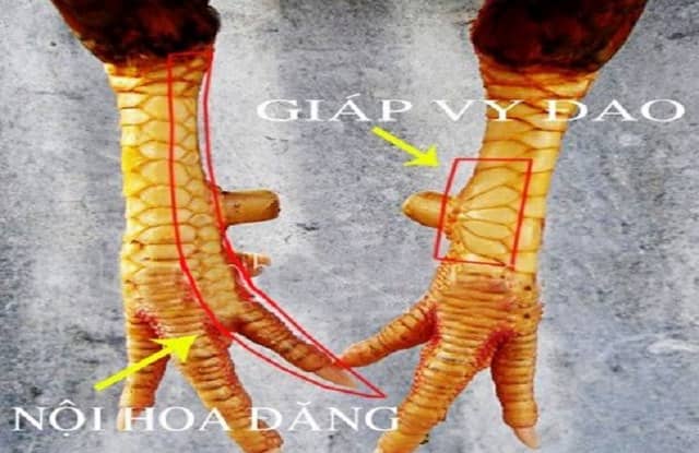 Vảy nội hoa đăng là những miếng vảy chạy đều từ hàng nội tới cựa. Vảy nội hoa đăng là những miếng vảy chạy đều từ hàng nội tới cựa.